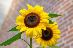 pexels-pixabay-46216.jpg