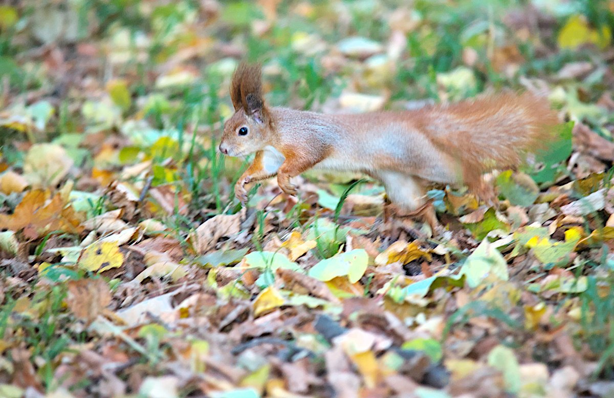 Squirrel_IMG_0012.jpg