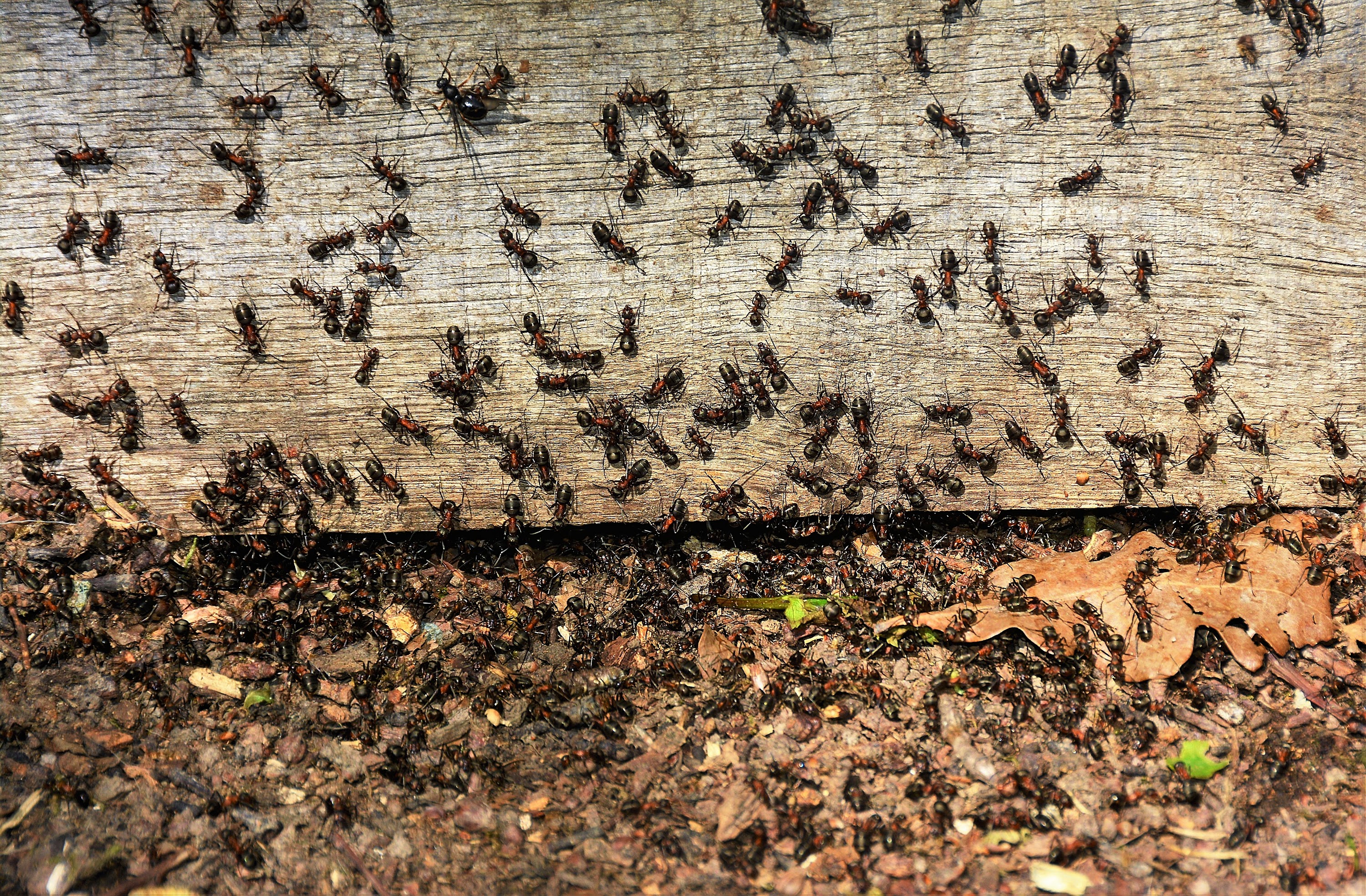 swarm-of-ants-2025-02-02-21-25-32-utc.jpeg