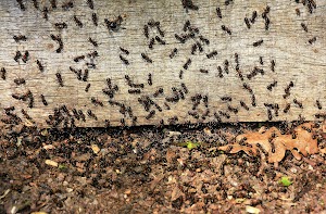 swarm-of-ants-2025-02-02-21-25-32-utc.jpeg