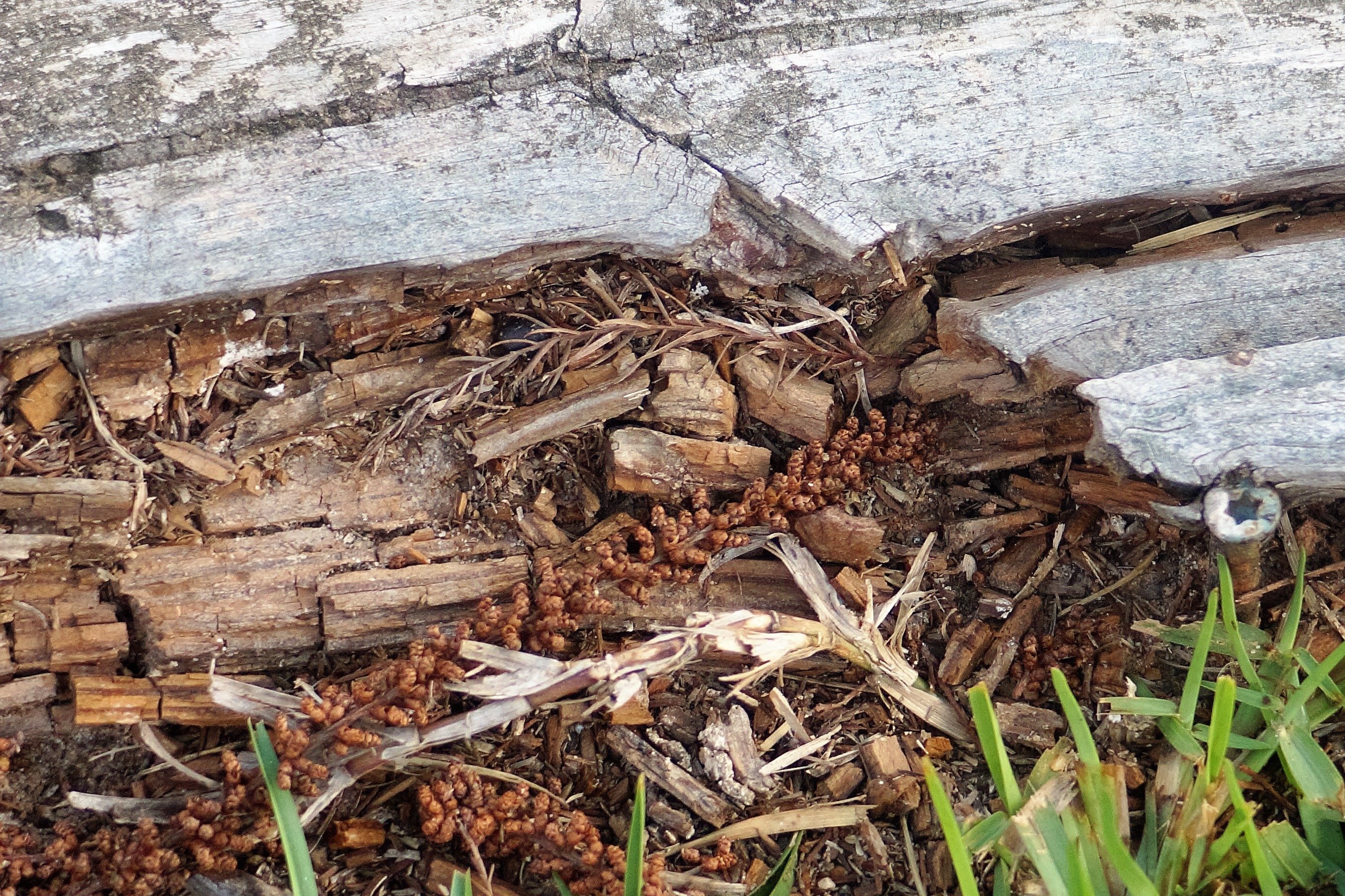 termite-damage-2024-12-17-00-15-57-utc.jpg