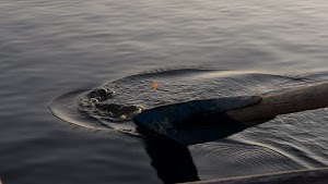 gettyimages-2208490222-jpg-600-esp-transient.jpg