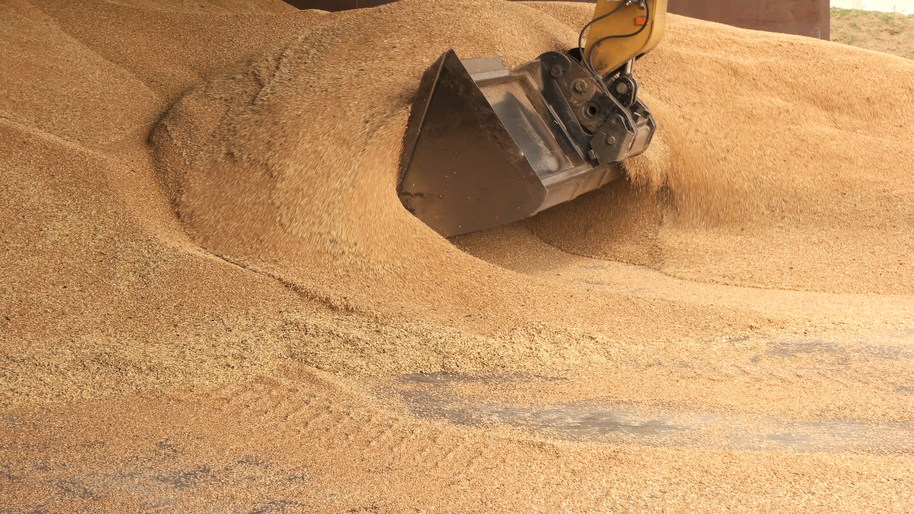 tracktor-scoop-takin-grain-from-the-pile-2024-09-22-18-54-42-utc.jpg