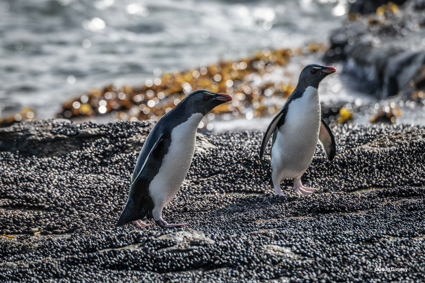 Gimesy_Doug_Penguins IMG 13.png
