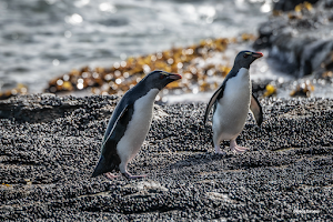 Gimesy_Doug_Penguins IMG 13.png