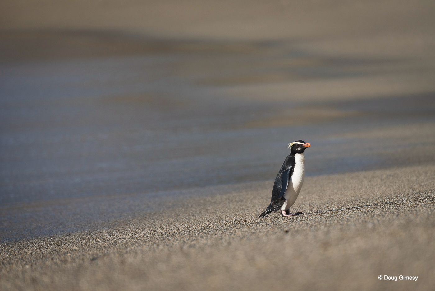 Gimesy_Doug_Penguins IMG 1.png