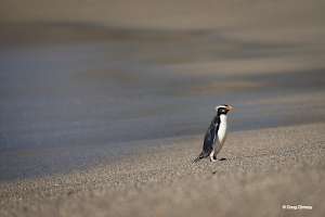 Gimesy_Doug_Penguins IMG 1.png