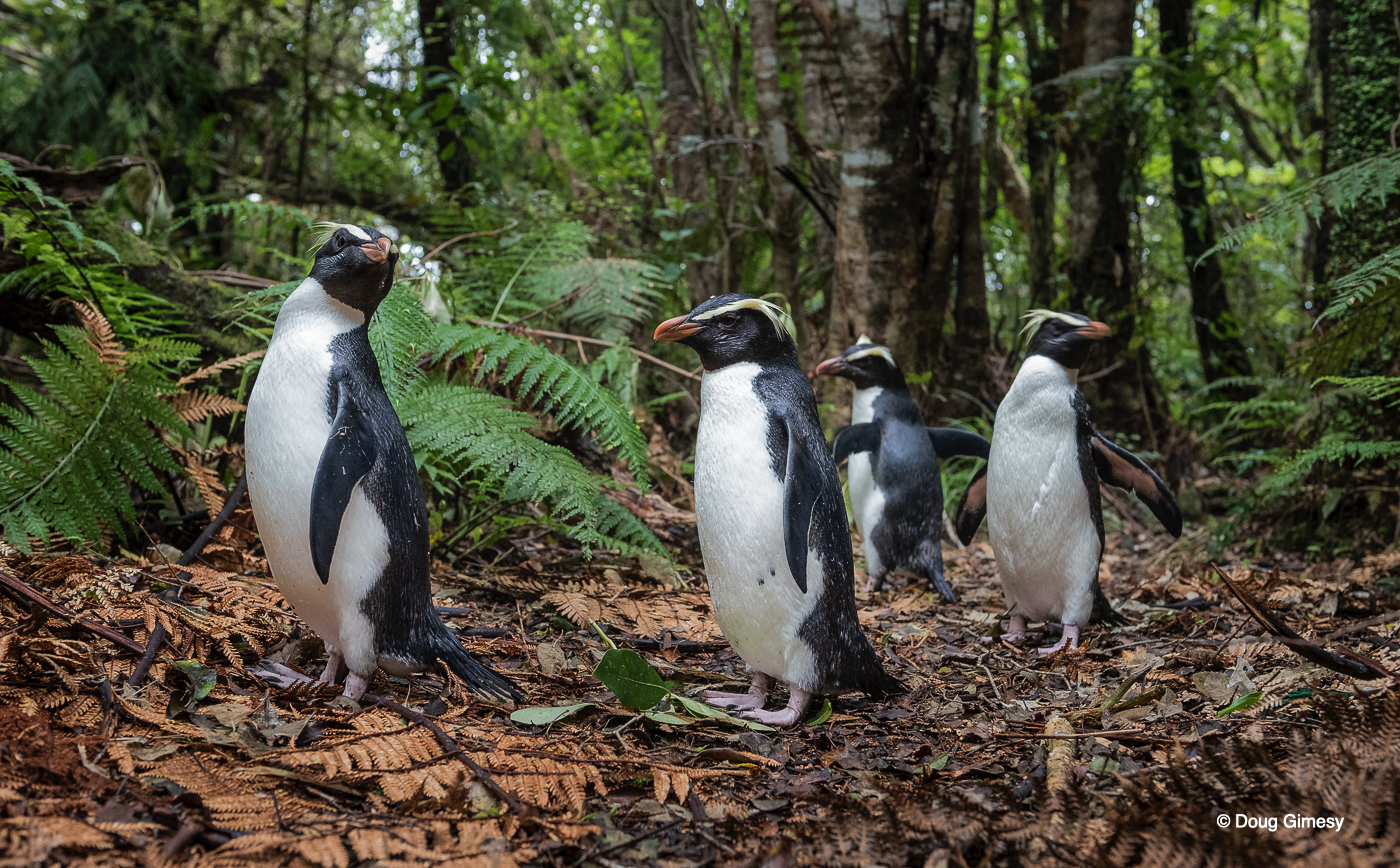 Gimesy_Doug_Penguins IMG 2.png
