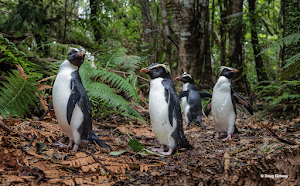 Gimesy_Doug_Penguins IMG 2.png