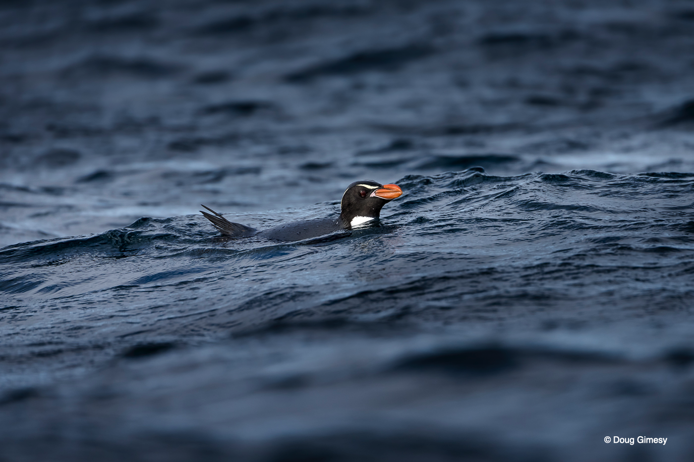Gimesy_Doug_Penguins IMG 3.png