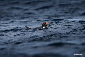 Gimesy_Doug_Penguins IMG 3.png