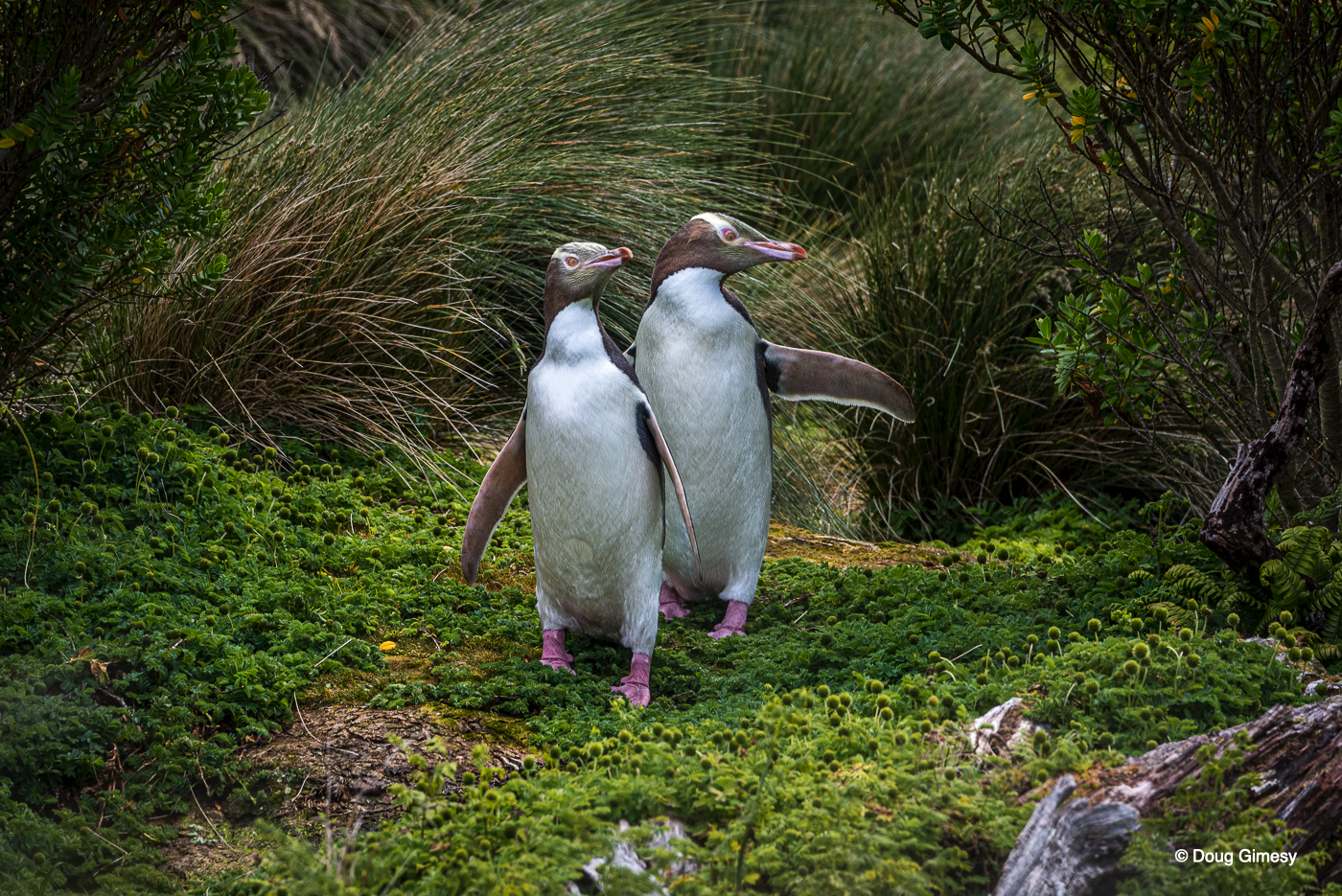 Gimesy_Doug_Penguins IMG 4.png