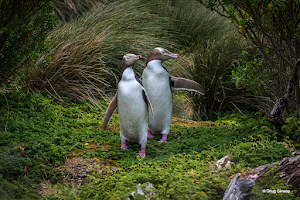 Gimesy_Doug_Penguins IMG 4.png