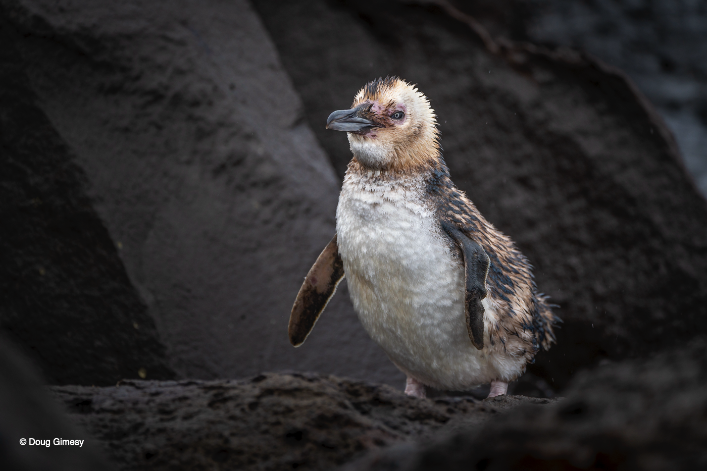 Gimesy_Doug_Penguins IMG 5.png