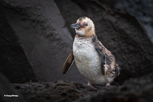 Gimesy_Doug_Penguins IMG 5.png