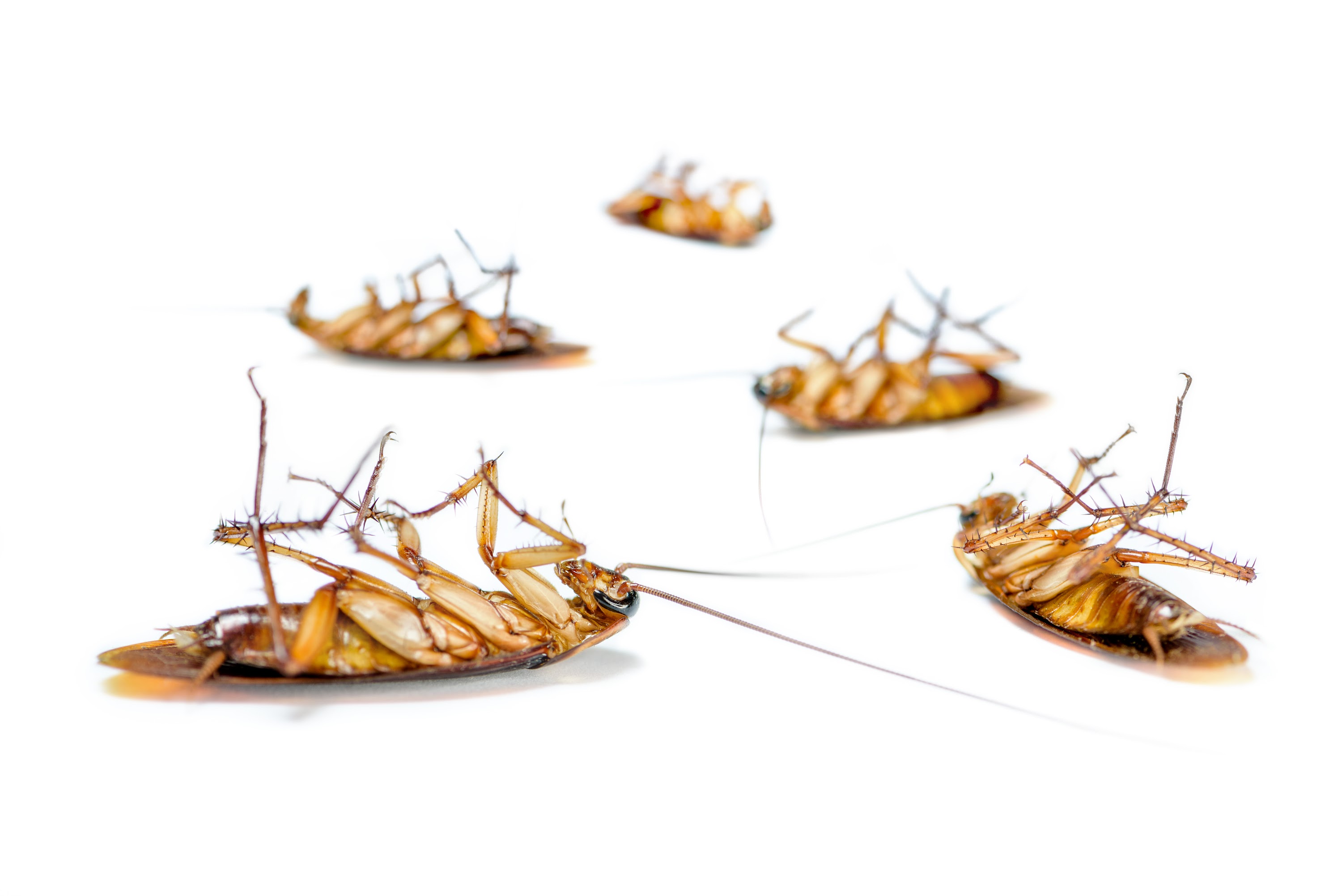 close-up-group-cockroach-dead-on-white-background-2025-01-09-12-17-33-utc.jpg