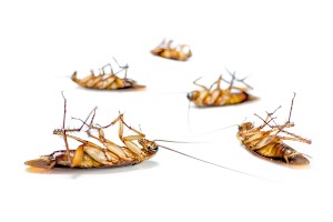 close-up-group-cockroach-dead-on-white-background-2025-01-09-12-17-33-utc.jpg