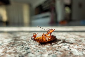 dead-cockroach-on-floor-2025-01-09-09-28-47-utc.jpg