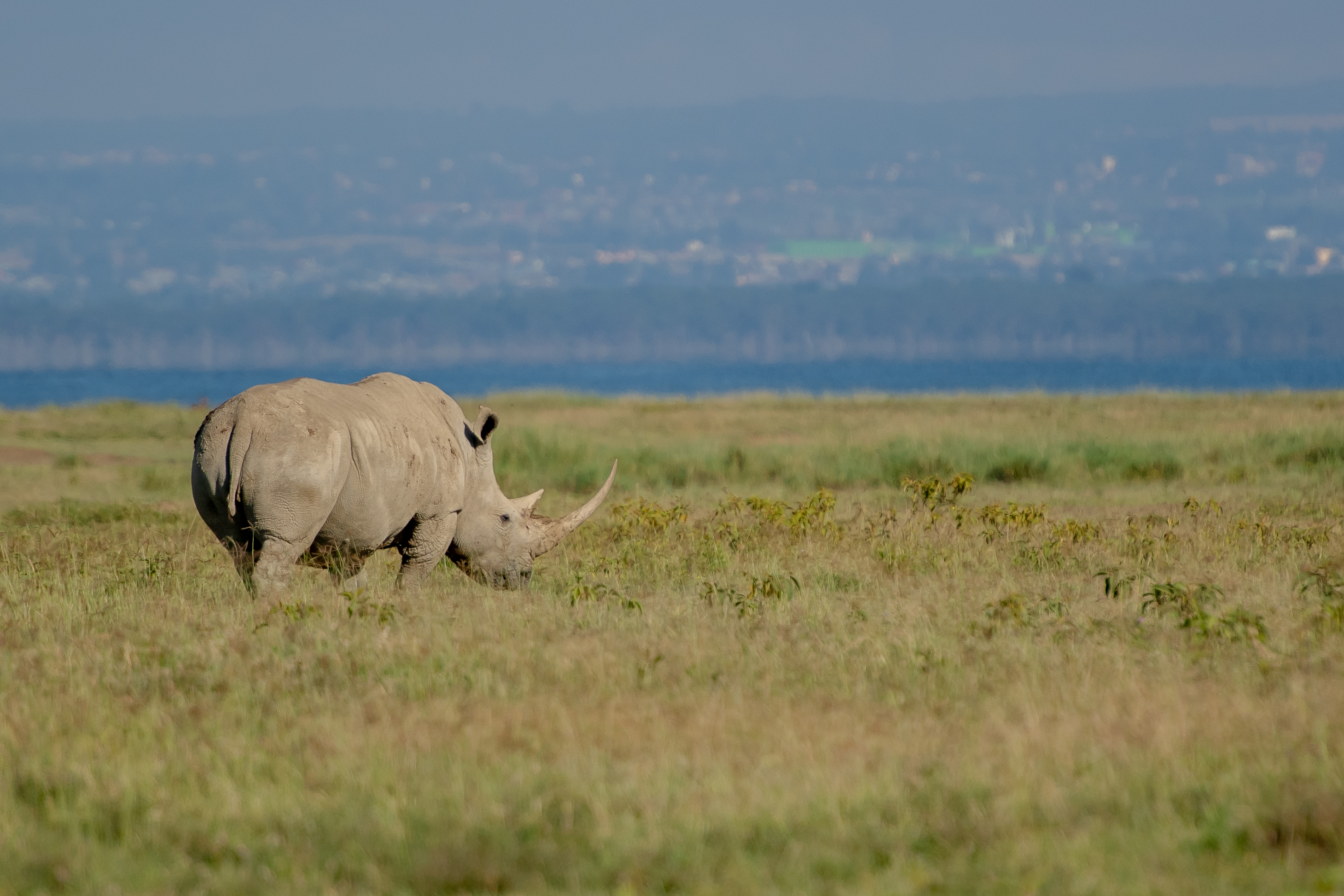 The Cliff_Nakuru_Said_M10.jpg