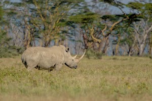 The Cliff_Nakuru_Said_M11.jpg