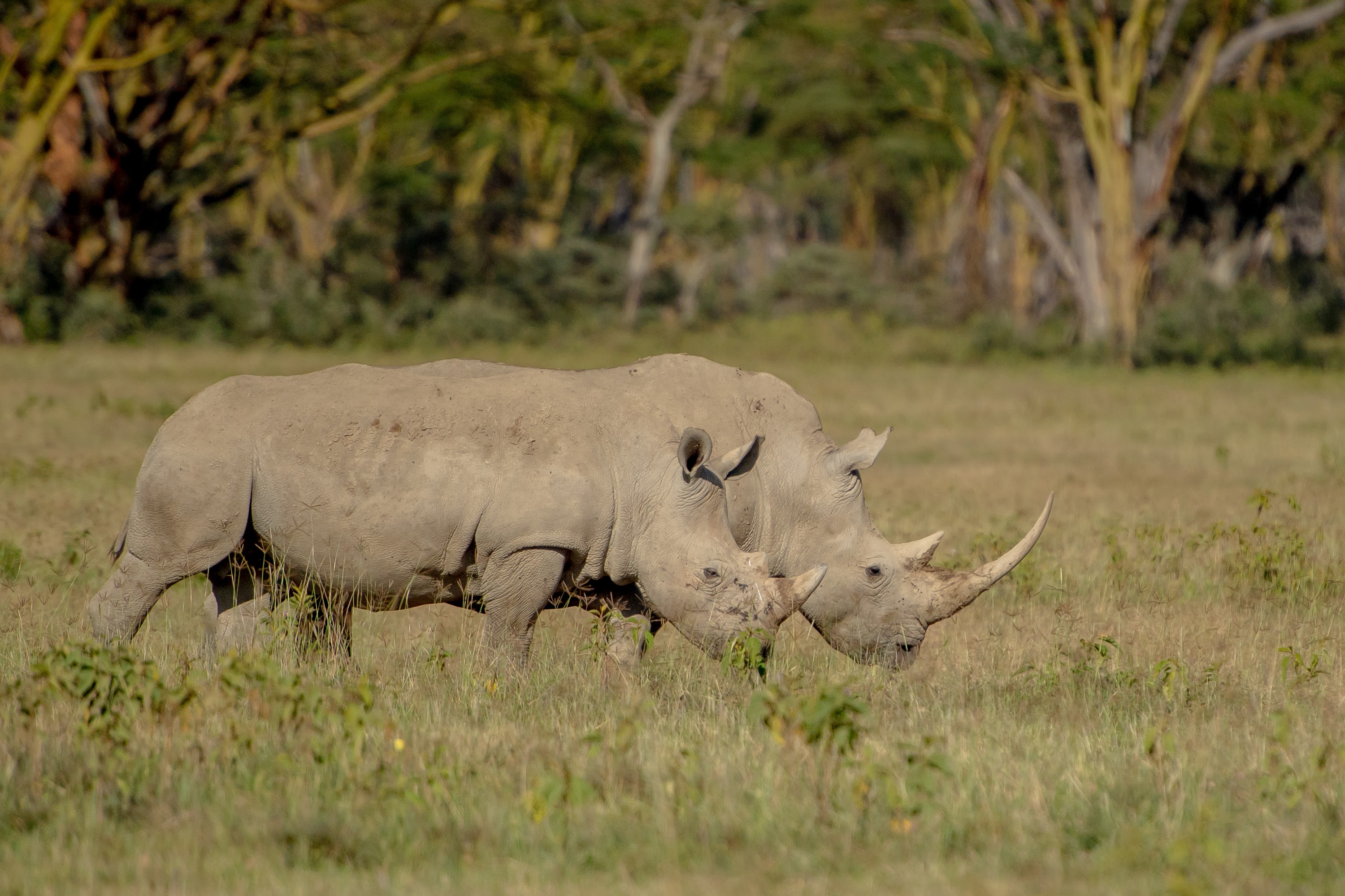 The Cliff_Nakuru_Said_M12.jpg