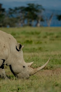 The Cliff_Nakuru_Said_M15.jpg
