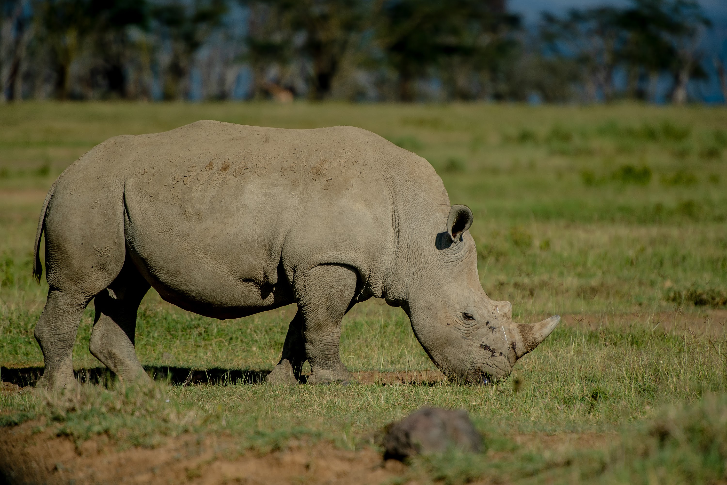 The Cliff_Nakuru_Said_M17.jpg