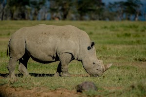 The Cliff_Nakuru_Said_M17.jpg