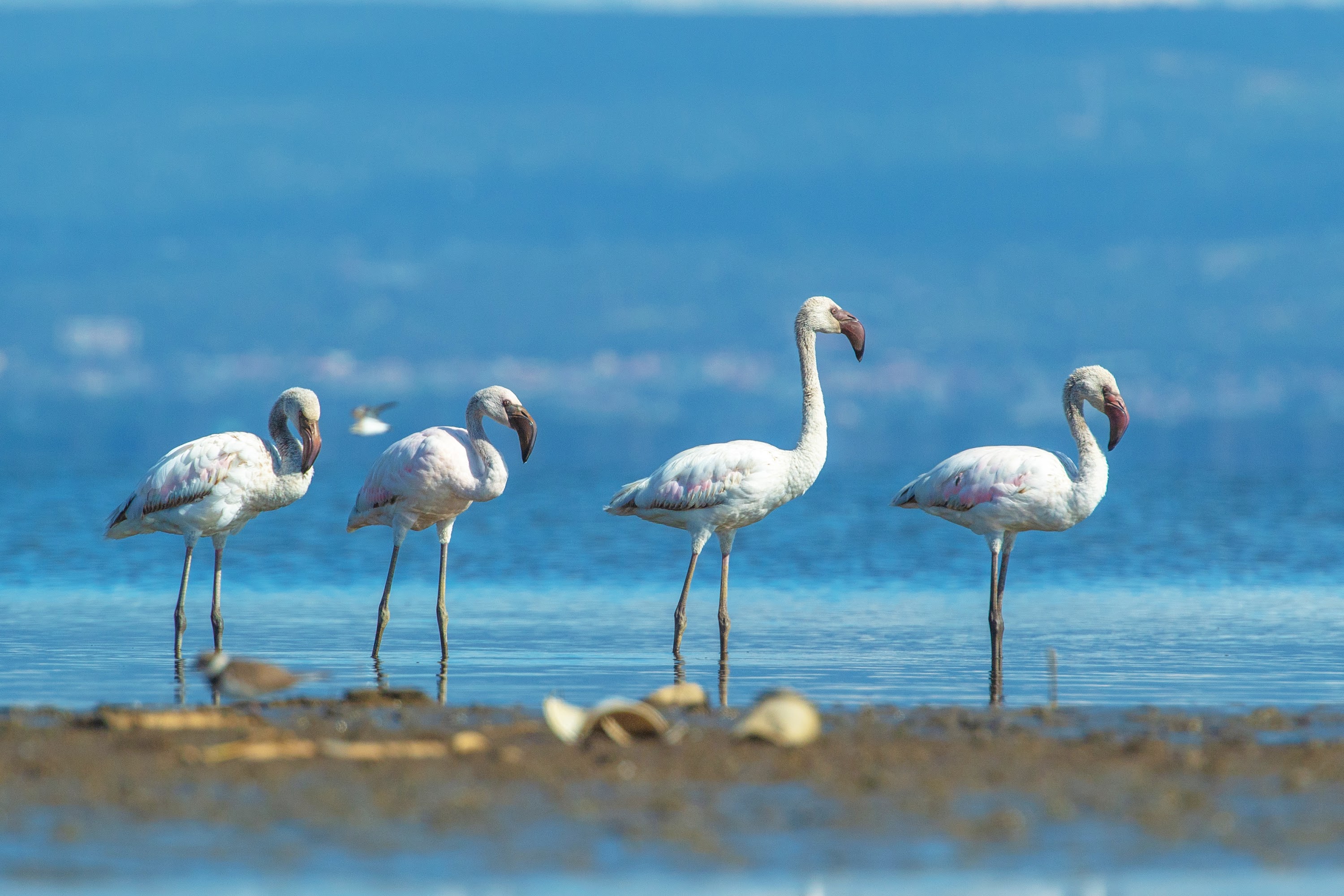 The Cliff_Nakuru_Said_M19.jpg
