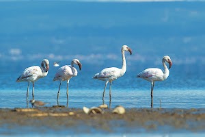 The Cliff_Nakuru_Said_M19.jpg