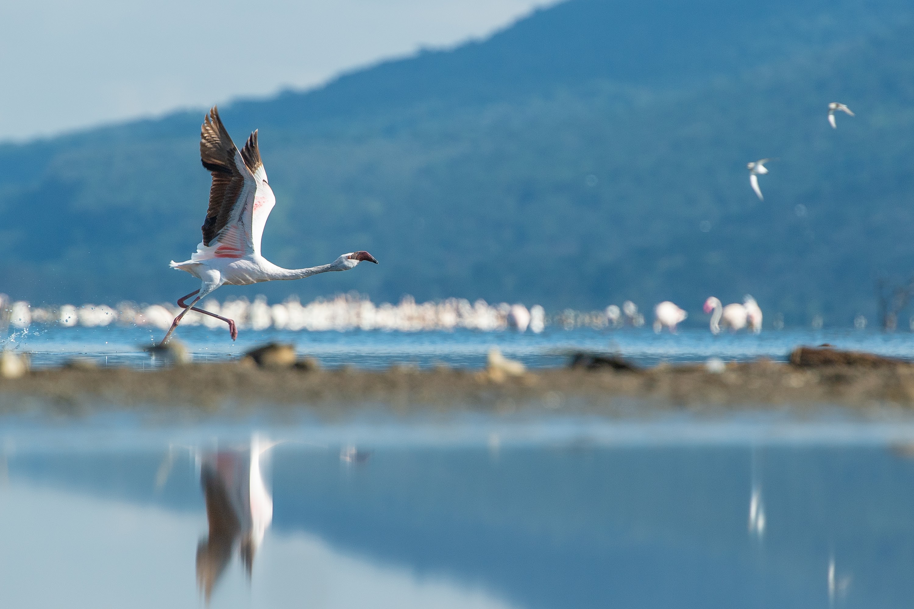 The Cliff_Nakuru_Said_M20.jpg