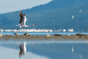 The Cliff_Nakuru_Said_M20.jpg