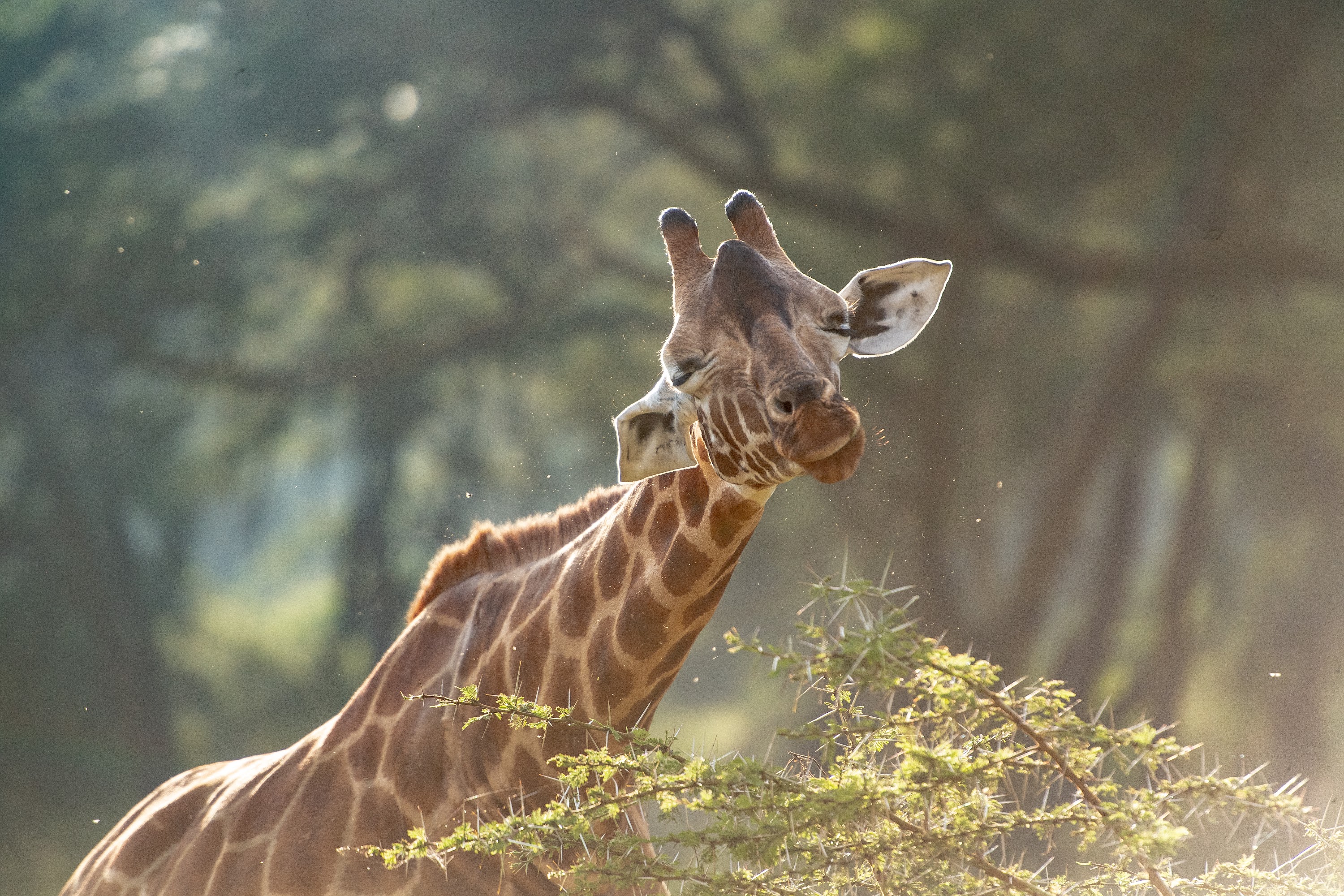 The Cliff_Nakuru_Said_M5.jpg