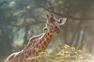 The Cliff_Nakuru_Said_M5.jpg