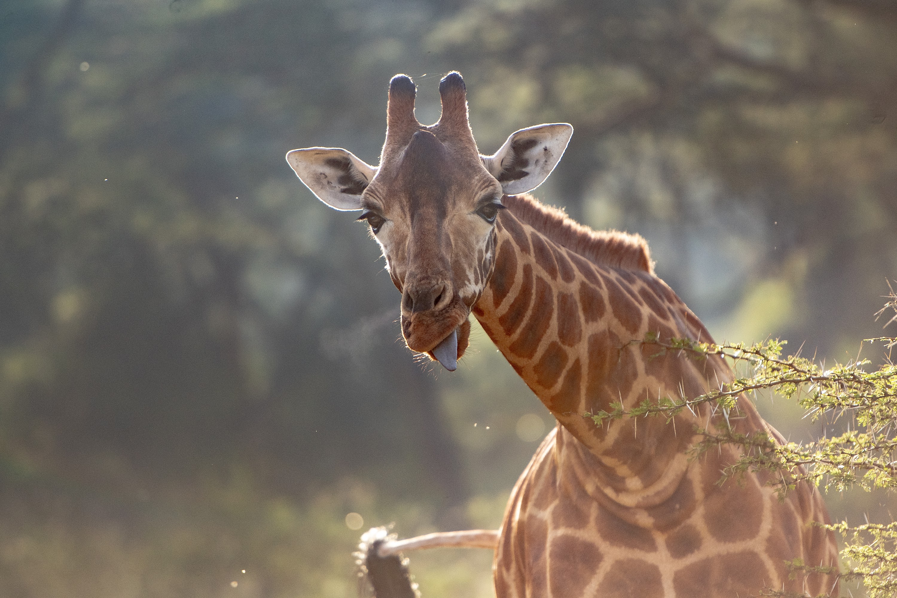 The Cliff_Nakuru_Said_M6.jpg