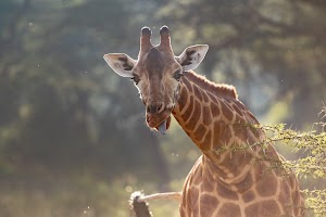 The Cliff_Nakuru_Said_M6.jpg