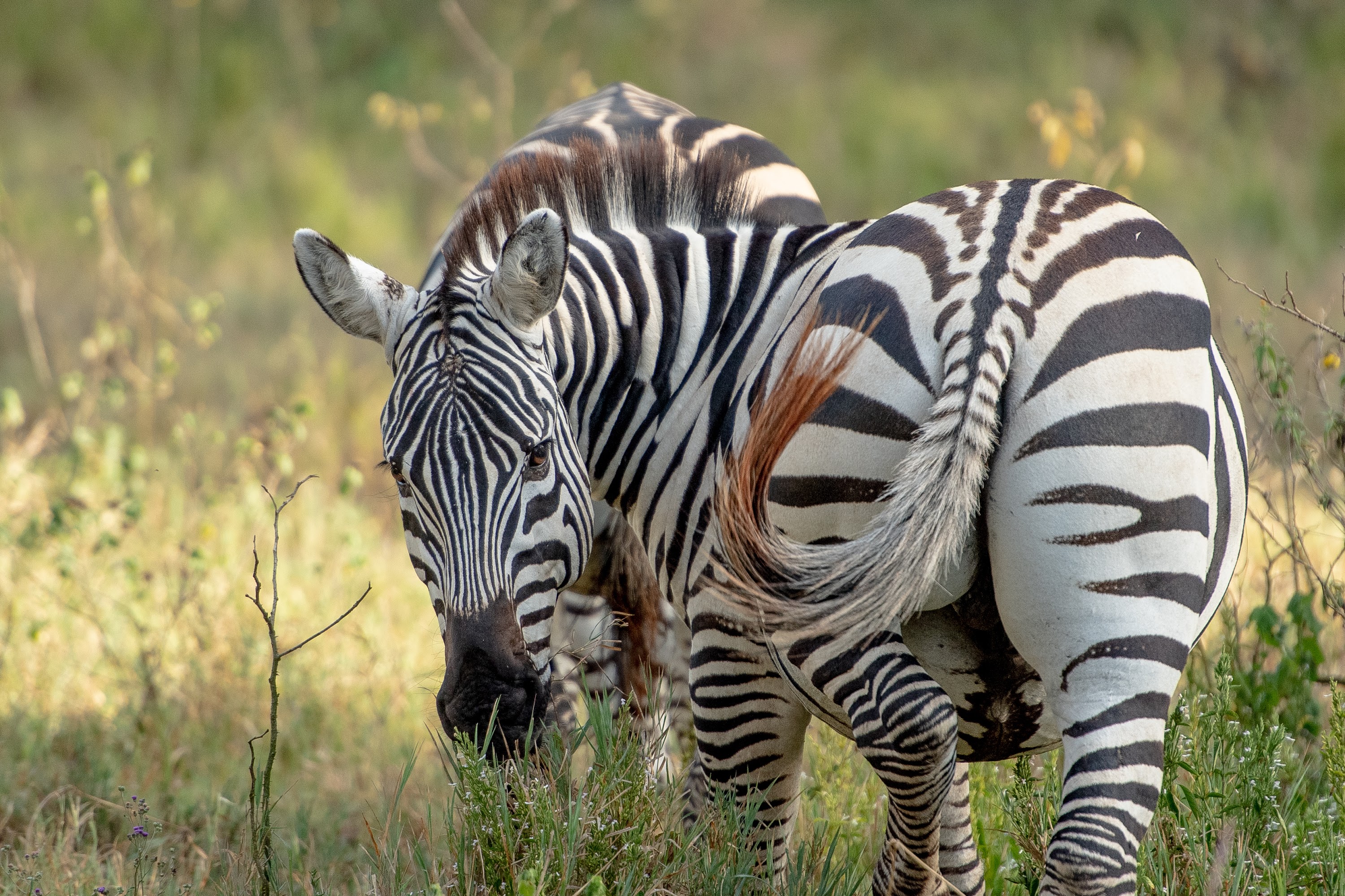 The Cliff_Nakuru_Said_M7.jpg