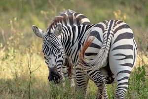 The Cliff_Nakuru_Said_M7.jpg