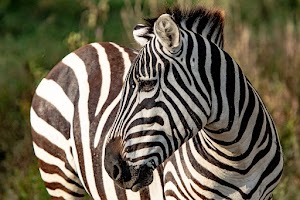 The Cliff_Nakuru_Said_M8.jpg