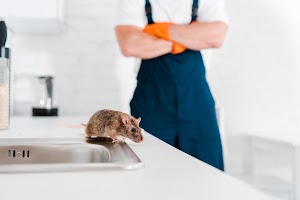 selective-focus-of-small-rat-near-sink-and-man-wit-2024-11-19-18-44-40-utc.jpg