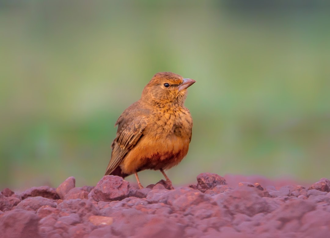 Bengaluru regular