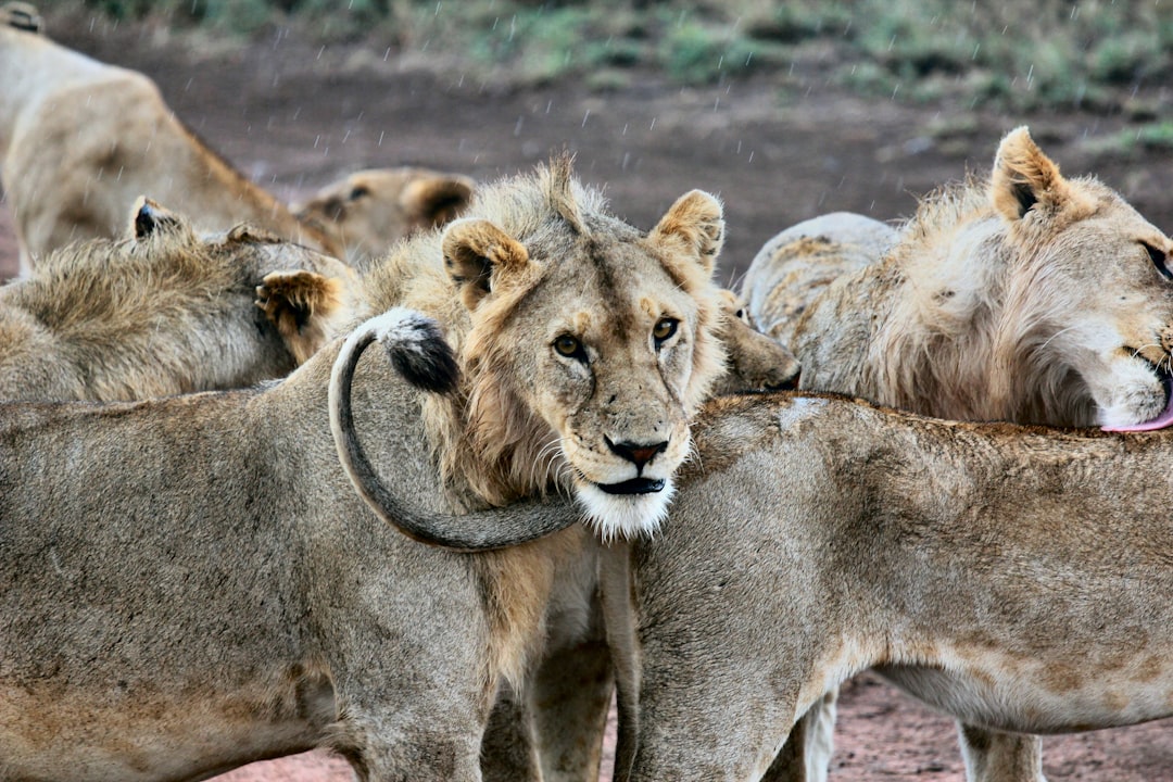 Dar es Salaam regular