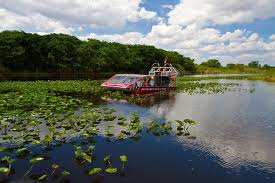Everglades airboat tour with alligator