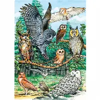 North American Owls - Tray Puzzle | Jigsaw