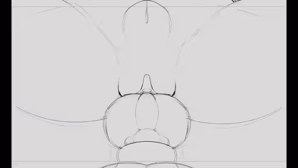 Animal Genitalia Rule 34 Video