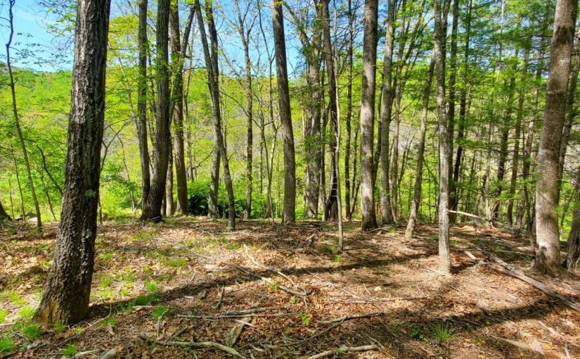 SOLD – For Sale: Private and Secluded 0.556 Acre Lot in SWCO