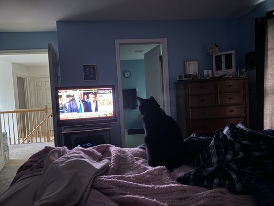 A black cat named Marie sitting on the bed watching the Trump trial verdict.