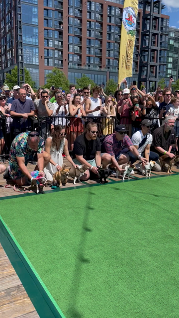 Video from May 6, 2023 of the First Heat of the Running of the Chihuahuas in Washington DC 
