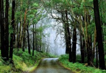 20 Amazingly beautiful Forest Road Pictures