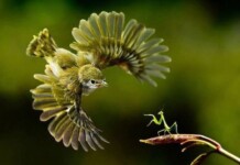 20 amazingly perfect timed photographs